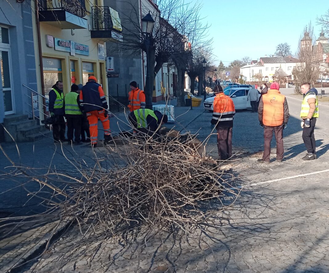 Klony i lipy poszły pod topór. Wycinka drzew wokół rynku w Opatowie