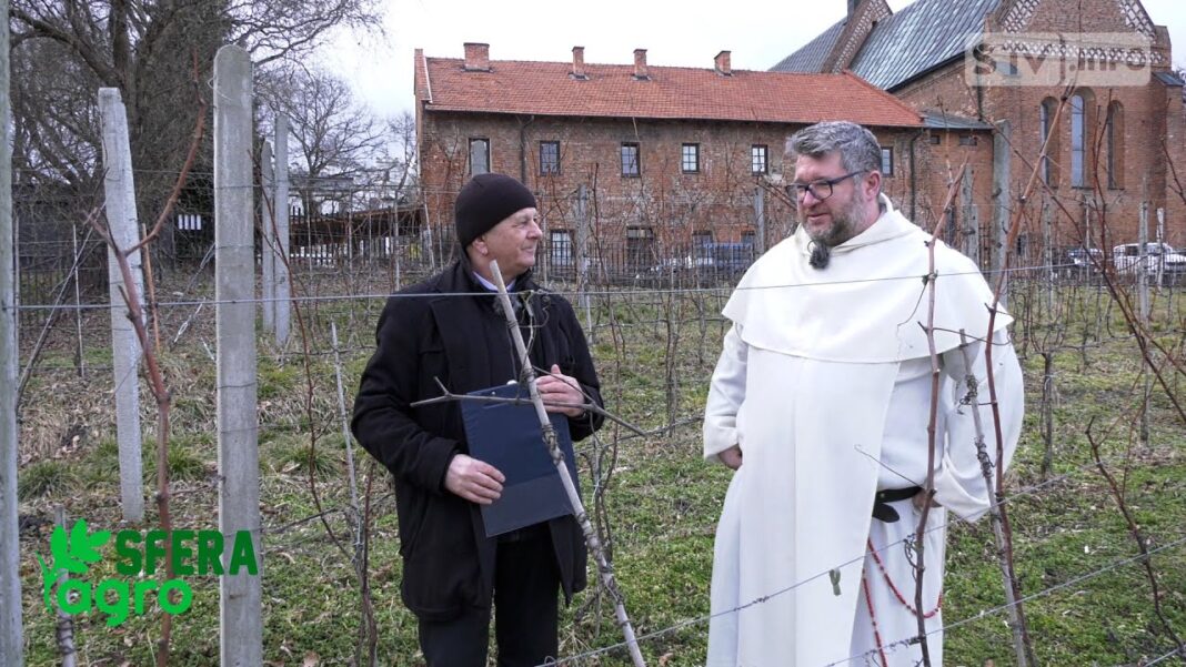 agroSFERA: Zimowe cięcie winorośli