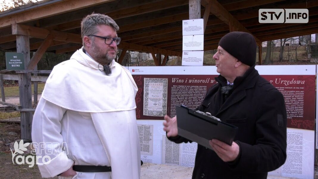 agroSFERA: Jak to z winoroślą sandomierską było?