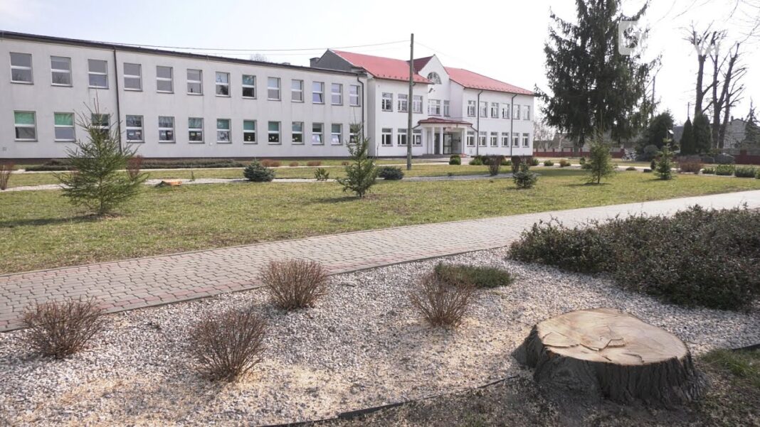 Afera o wycinkę w Bidzinach. Modrzewie poszły pod topór zgodnie z prawem