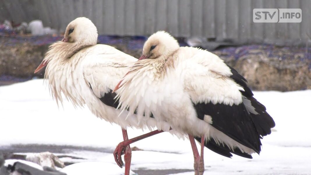 Stado bocianów zadomowiło się na terenie zakładu Mo-BRUK koło Ożarowa
