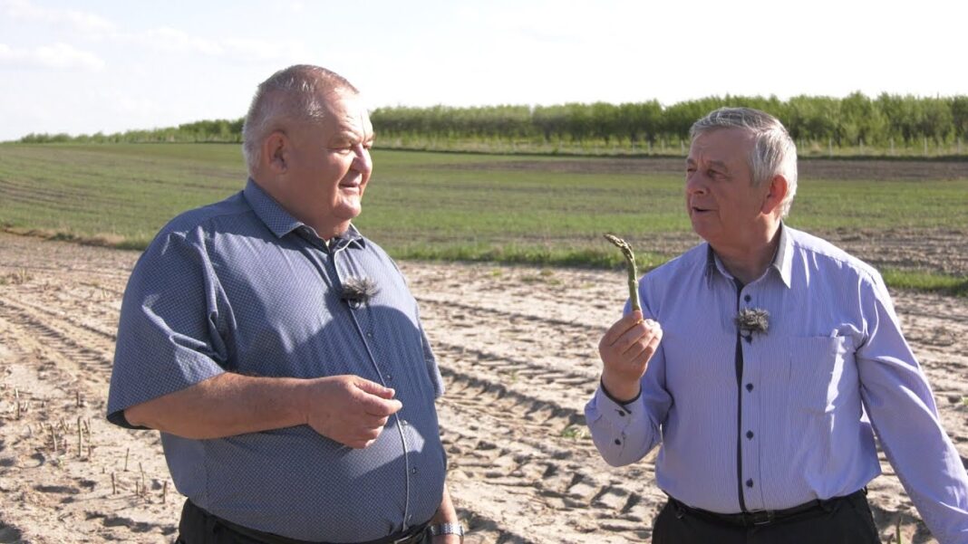 agroSFERA: Świętokrzyskie szparagi. Uprawa szparagów w Korytnicy koło Szydłowa