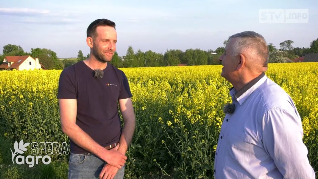 agroSFERA: Uprawa rzepaku. Jak zadbać o wzorowe plony?