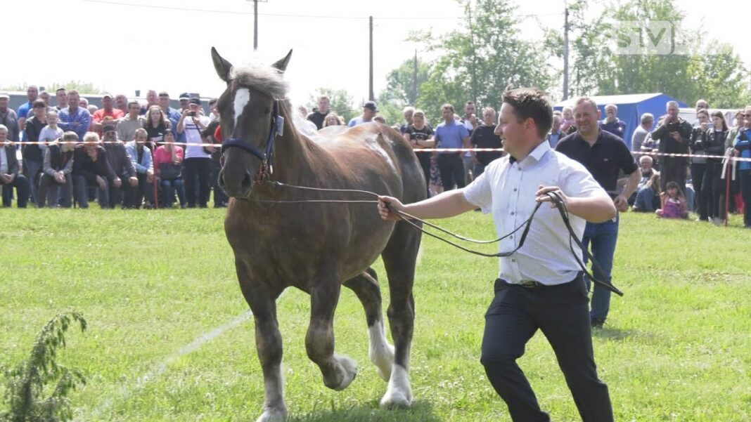 Hodowcy koni zimnokrwistych w Ożarowie walczyli o puchary