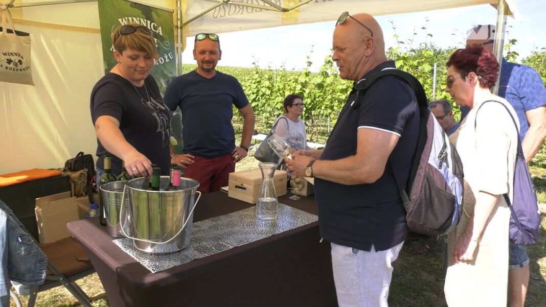 Piknik Kwitnącej Winorośli. Sandomierscy winiarze promowali lokalne wina
