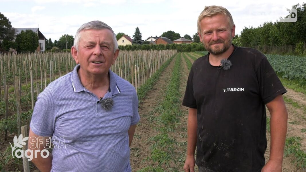 agroSFERA: Uprawa pomidora wysokorosnącego. Gospodarstwo Adama Rewery w Ostrołęce