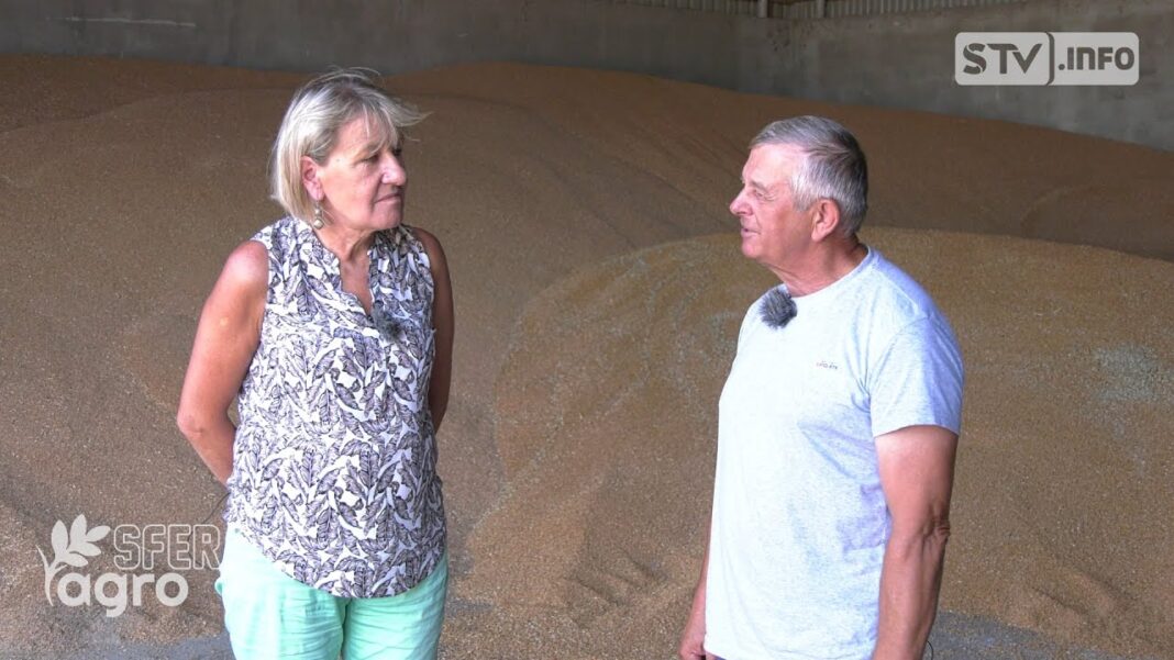 agroSFERA: Żniwa zbożowe. Susza i sytuacja na wschodzie, a ceny zboża
