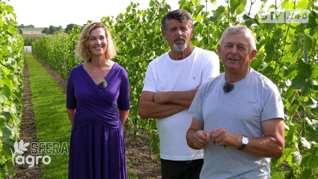 agroSFERA: Enoturystyka. Młoda „Winnica Widnokręgi” w Sobótce koło Ożarowa