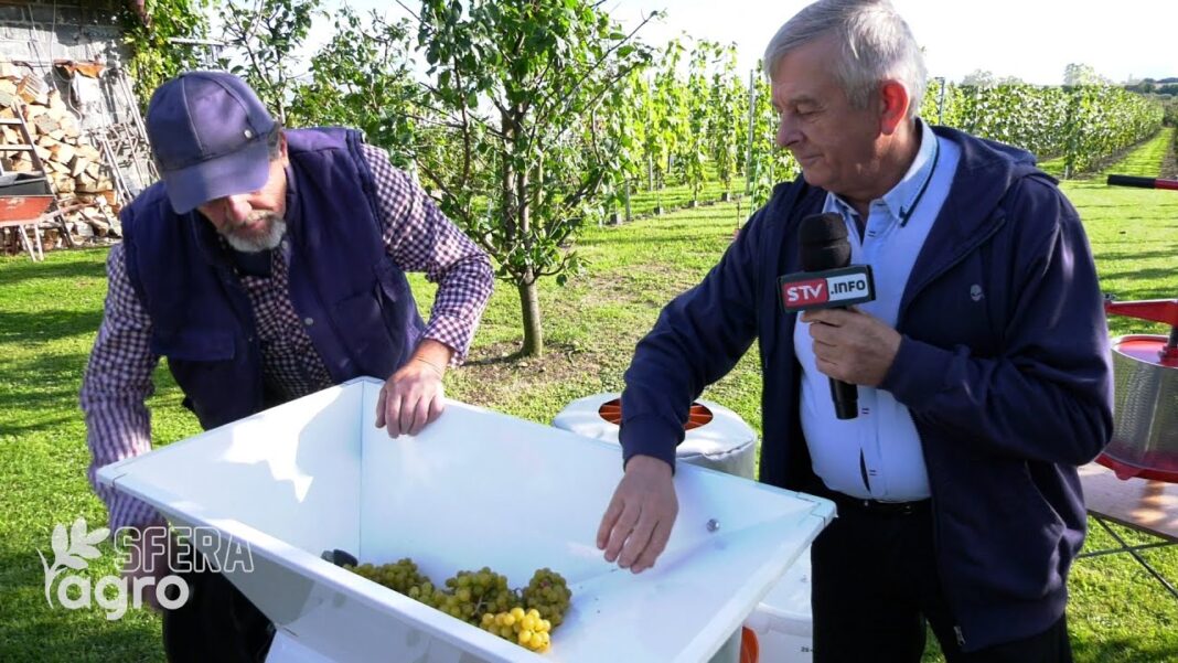 agroSFERA: Proces winifikacji, czyli jak powstaje białe wino?