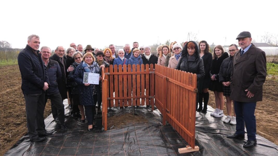 Posadzeniem dębu i wystawą o gatunkach zbóż sandomierski „Rolnik” zainaugurował 100-lecie szkoły