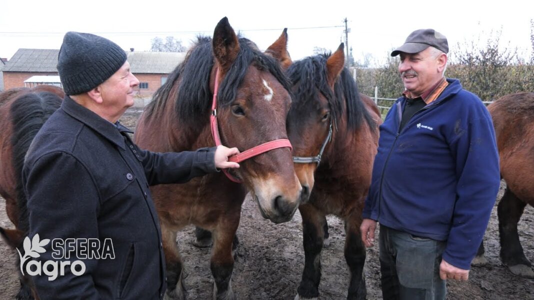 agroSFERA: Hodowla koni rasy Arden Polski u Marka Zdonka w Sobótce