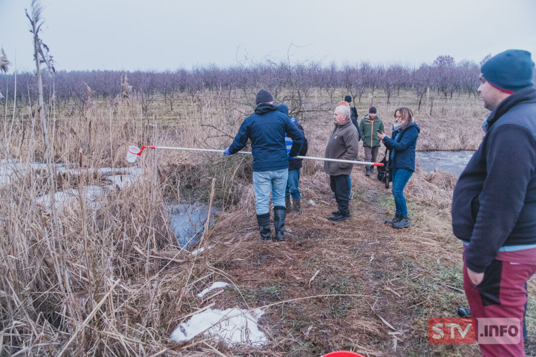 Śnięte ryby w stawie w Zdanowie. Wędkarze przypuszczają, że winna jest miejscowa przetwórnia