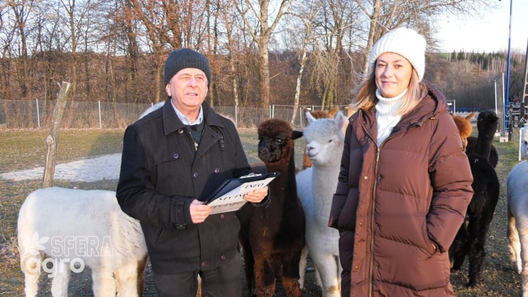 agroSFERA: Produkty z wełny alpak. Alpakraina w Karwowie koło Opatowa