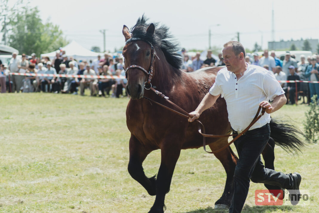 XII Świętokrzyski Młodzieżowy Czempionat Koni Ras Zimnokrwistych. Tłumy w Ożarowie