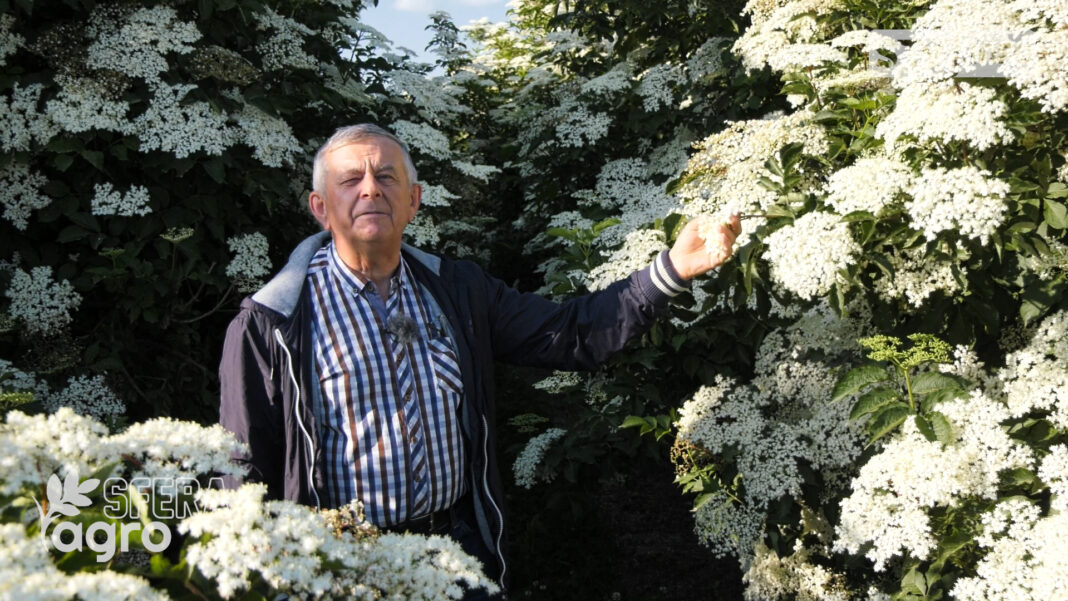 agroSFERA: Kwitnienie czarnego bzu. Syrop i nalewka z kwiatu bzu czarnego
