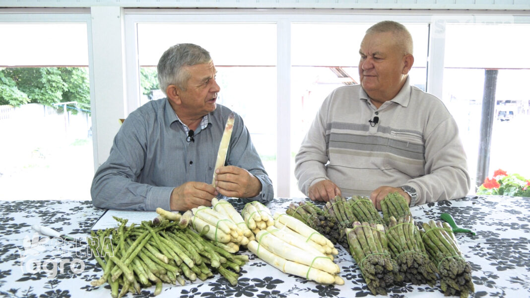 agroSFERA: Trudny sezon dla szparagów. Plantacja szparaga w Korytnicy koło Szydłowa