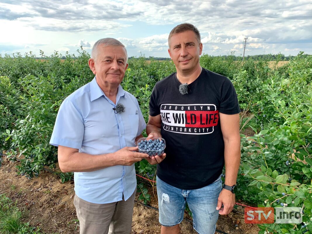 agroSFERA: Borówka amerykańska. Uprawa w Duranowie koło Tarłowa