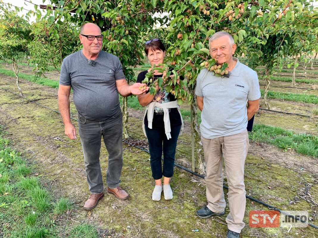 agroSFERA: Uprawa minikiwi w Darominie