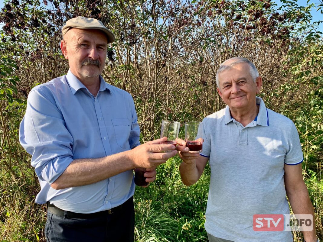 agroSFERA: Zbiór owoców bzu czarnego