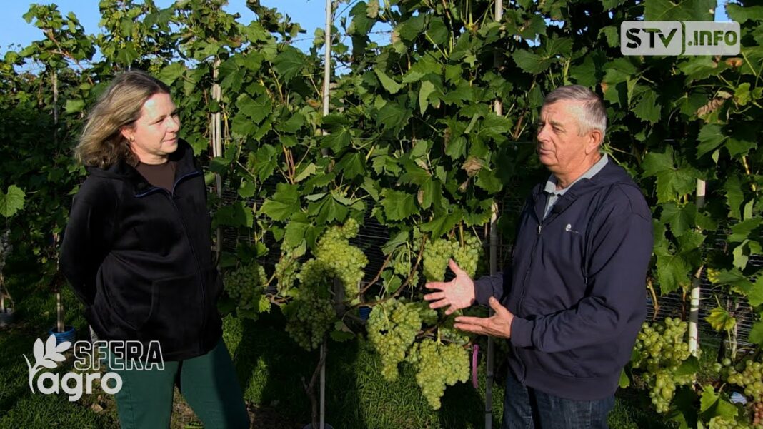 agroSFERA: Czas winobrania. Podsumowanie winiarskiego sezonu 2023