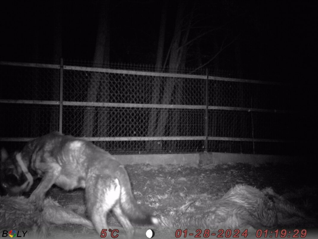 Bezpański pies zagryzł 4 daniele w mini zoo w Zochcinku