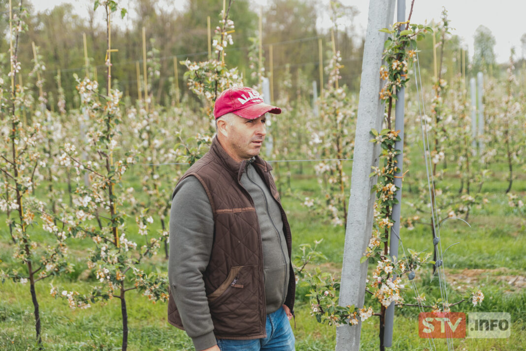 Duże straty w sandomierskich sadach. Mróz atakował 2 razy