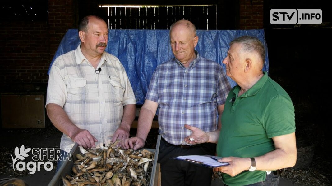 agroSFERA: Zbiór fasoli Piękny Jaś. I co dalej