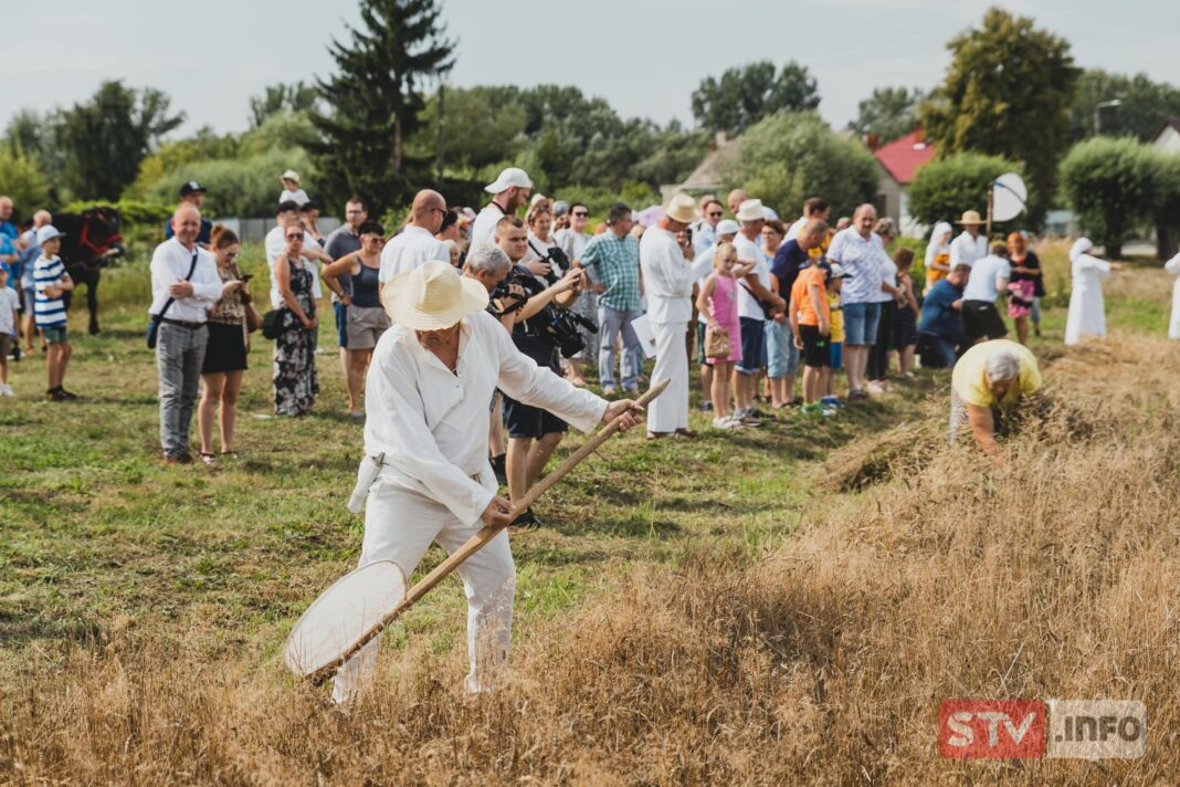 Staropolskie żniwa w Nadbrzeziu. Piękne plenerowe widowisko