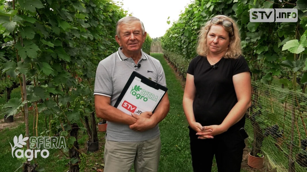 agroSFERA: Jak winorośl przetrwała przymrozki?