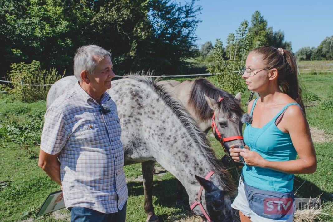 agroSFERA: Hodowla konika polskiego. Co należy wiedzieć?