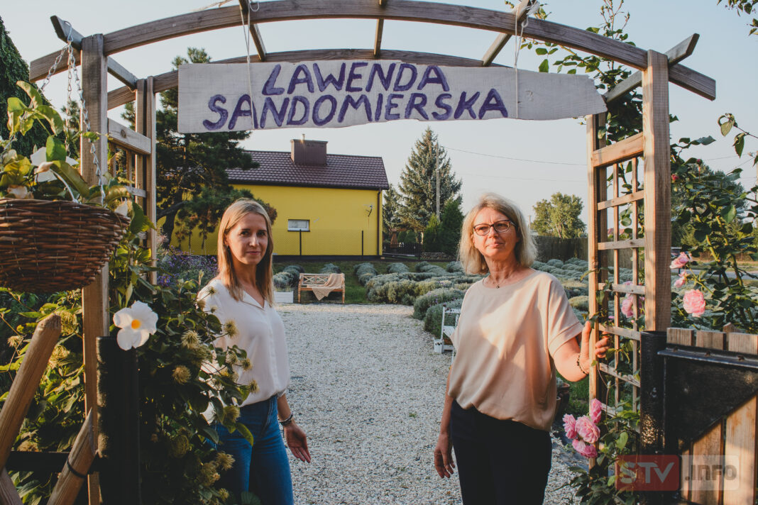 agroSFERA: Lawenda to nie tylko dekoracja. Handel detaliczny i wyroby lawendowe.