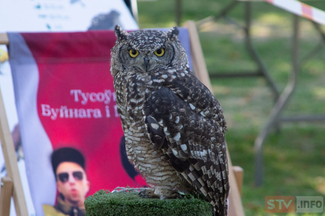 Hodowanie ptaków myśliwskich to styl życia. Rozmowa o orłach, sokołach