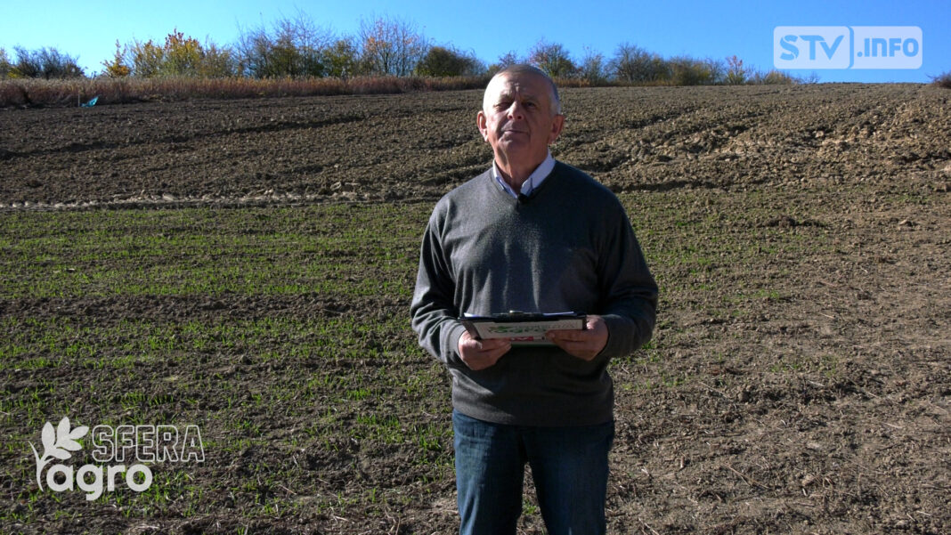 agroSFERA: Powrót do tradycji uprawy pszenicy „Sandomierki”