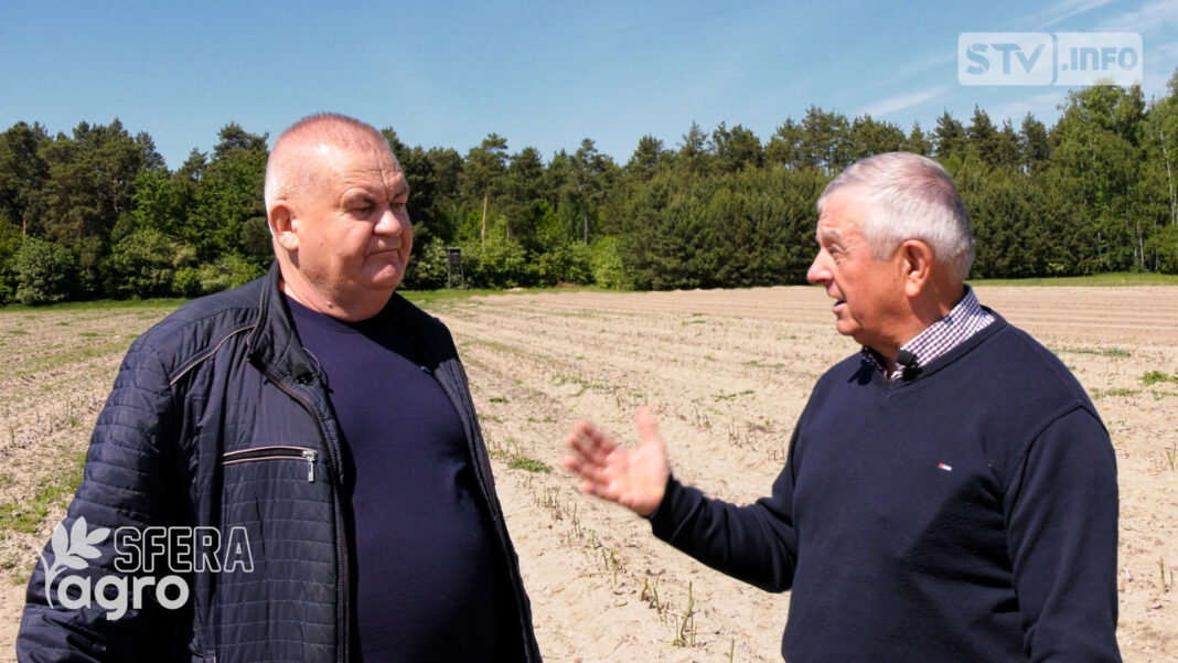 agroSFERA: Uprawa szparagów w Korytnicy. Jak wygląda tegoroczny sezon?