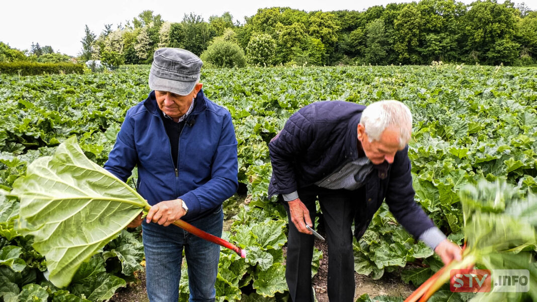 agroSFERA: Powrót rabarbaru. Zdrowie i smak prosto z pola
