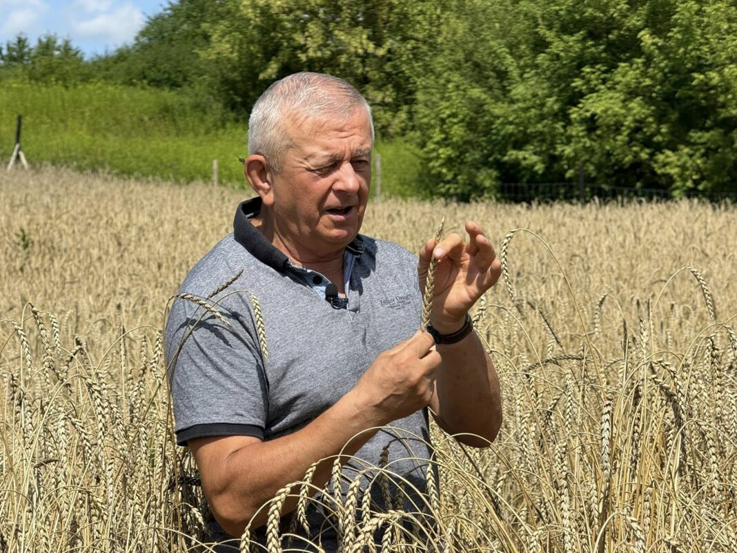 agroSFERA: Pszenica Sandomierka wraca