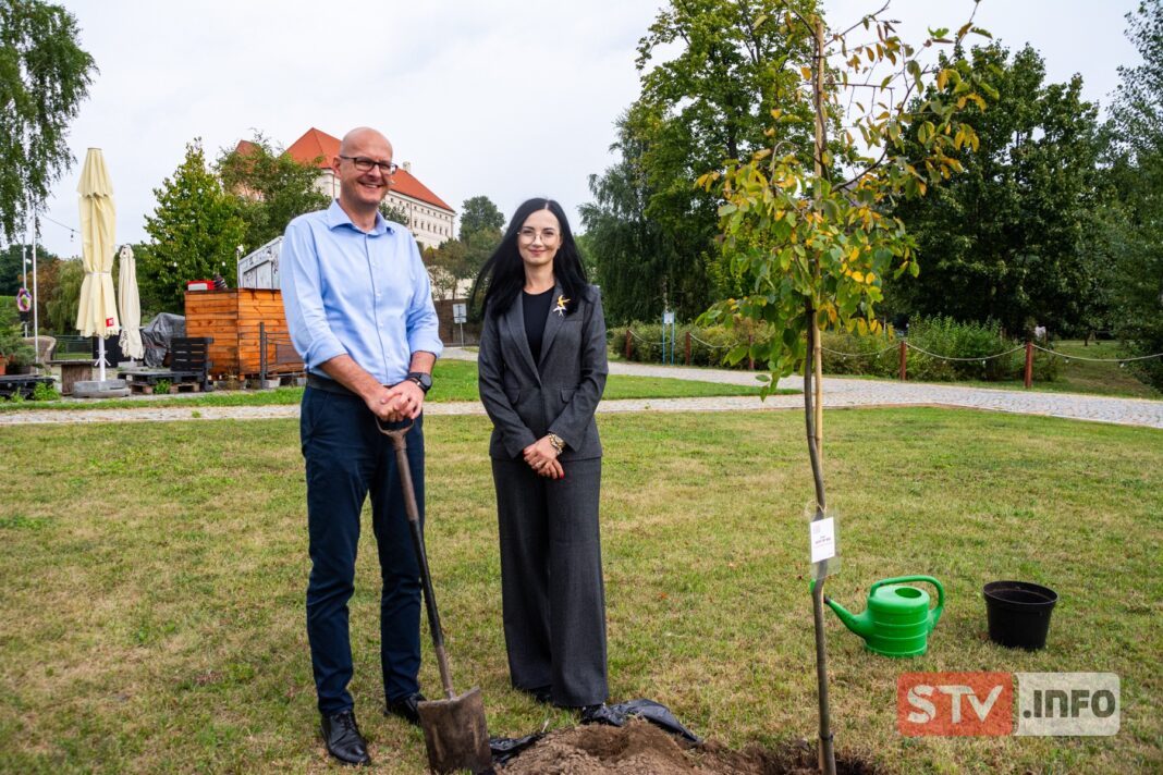 Kolejne nasadzenia w Alei Krzemienia Pasiastego w Sandomierzu. Wyróżniono Bożenę Wódz i Ewę Siemońską